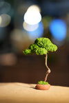 Small Tree in the East