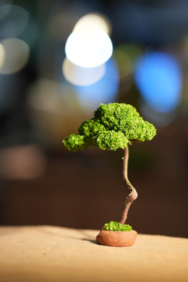 Small Tree in the East