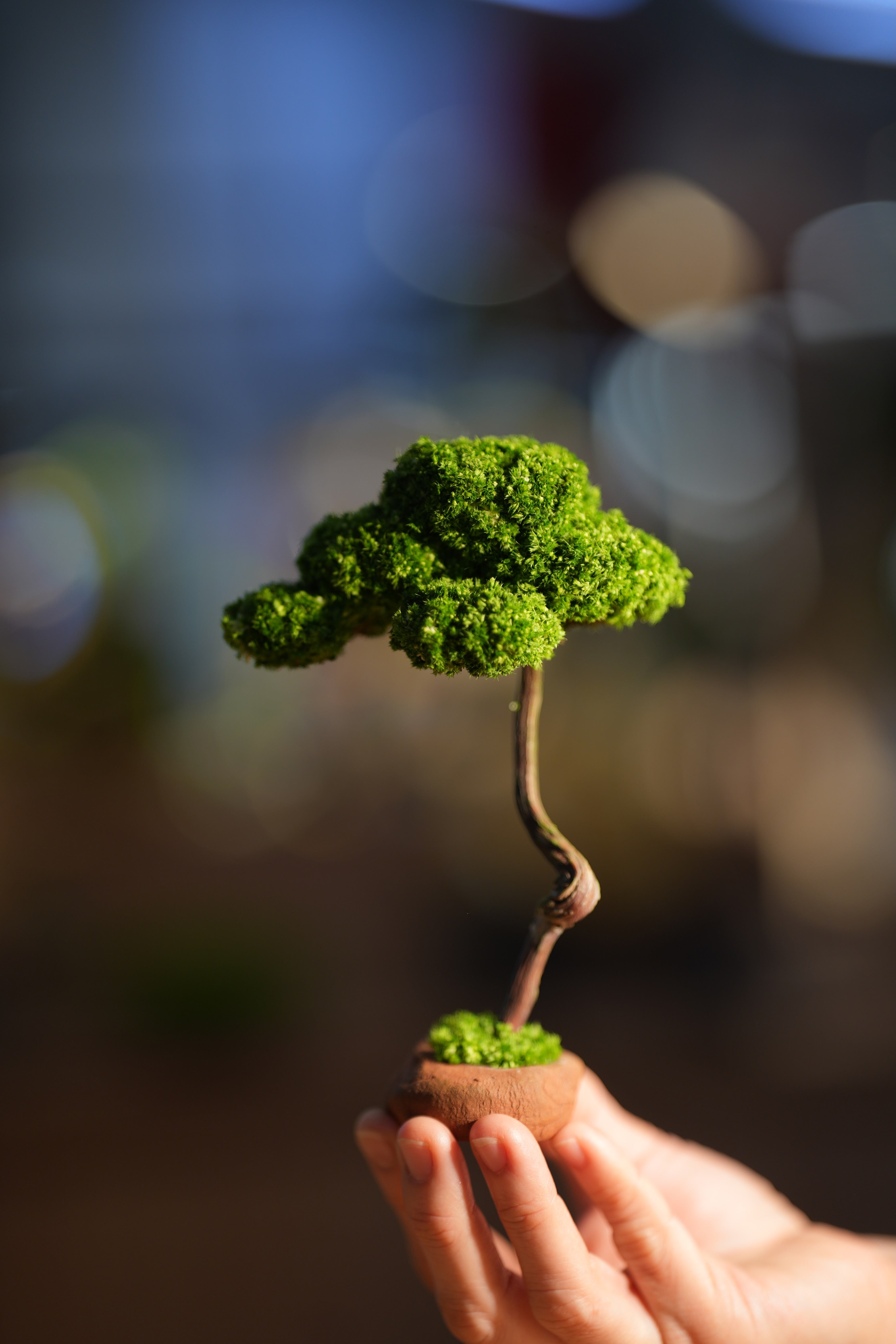 Small Tree in the East