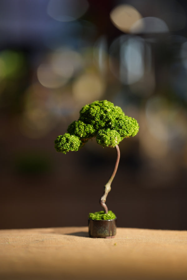 Small Tree in the East