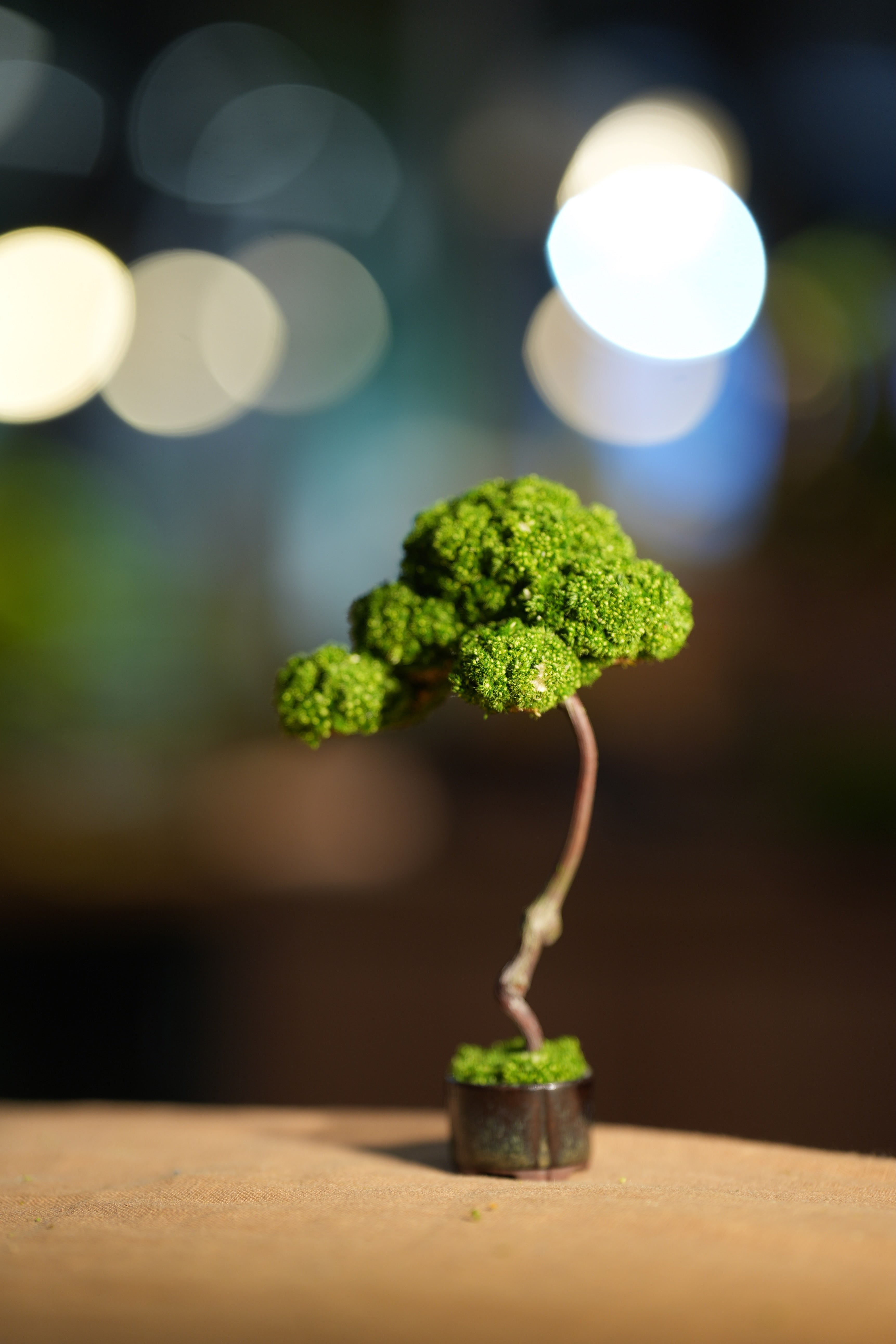 Small Tree in the East
