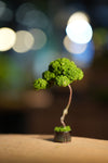 Small Tree in the East