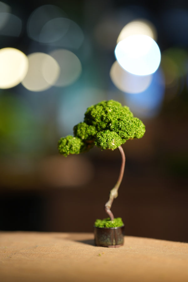 Small Tree in the East