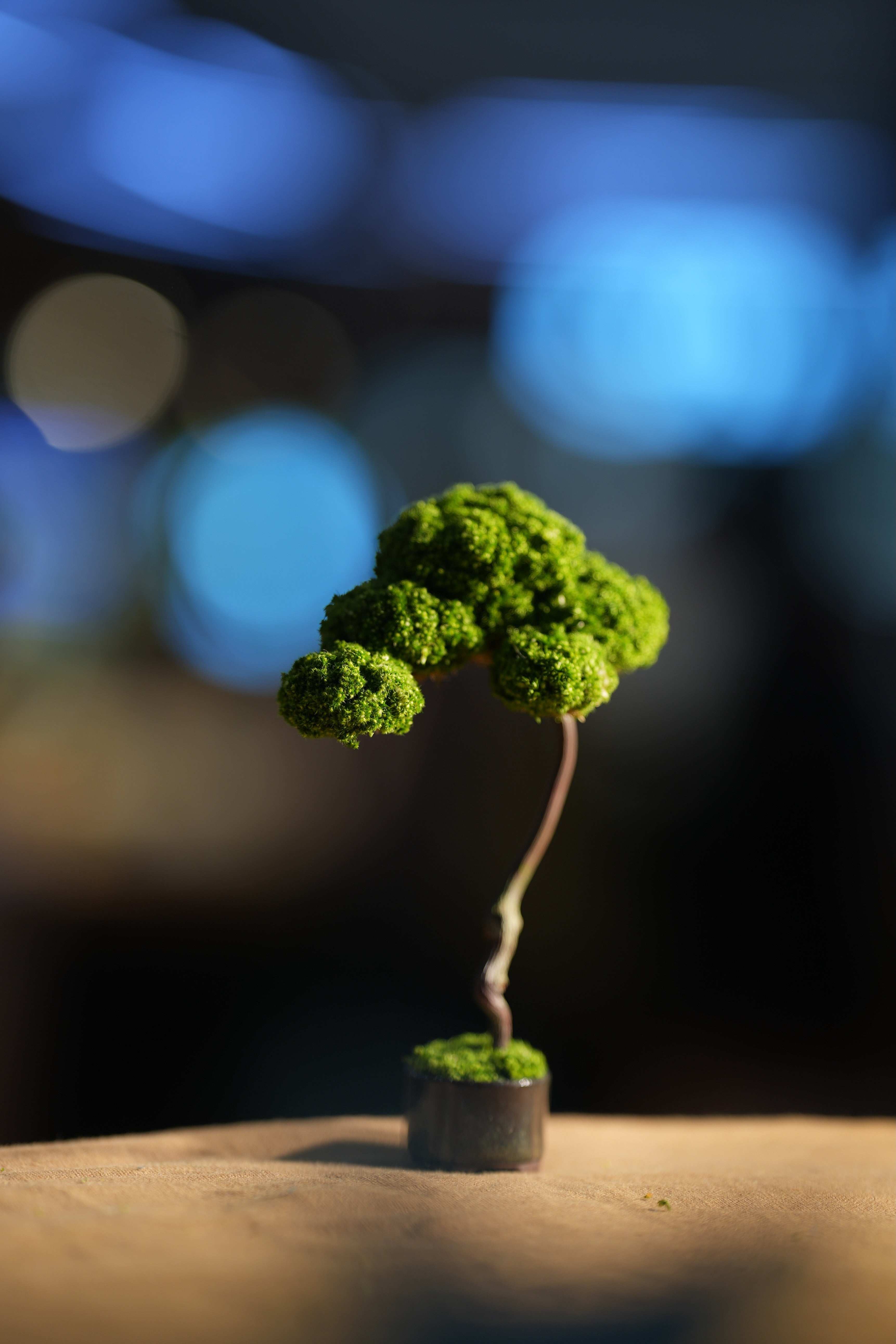 Small Tree in the East