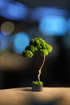 Small Tree in the East