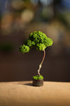 Small Tree in the East