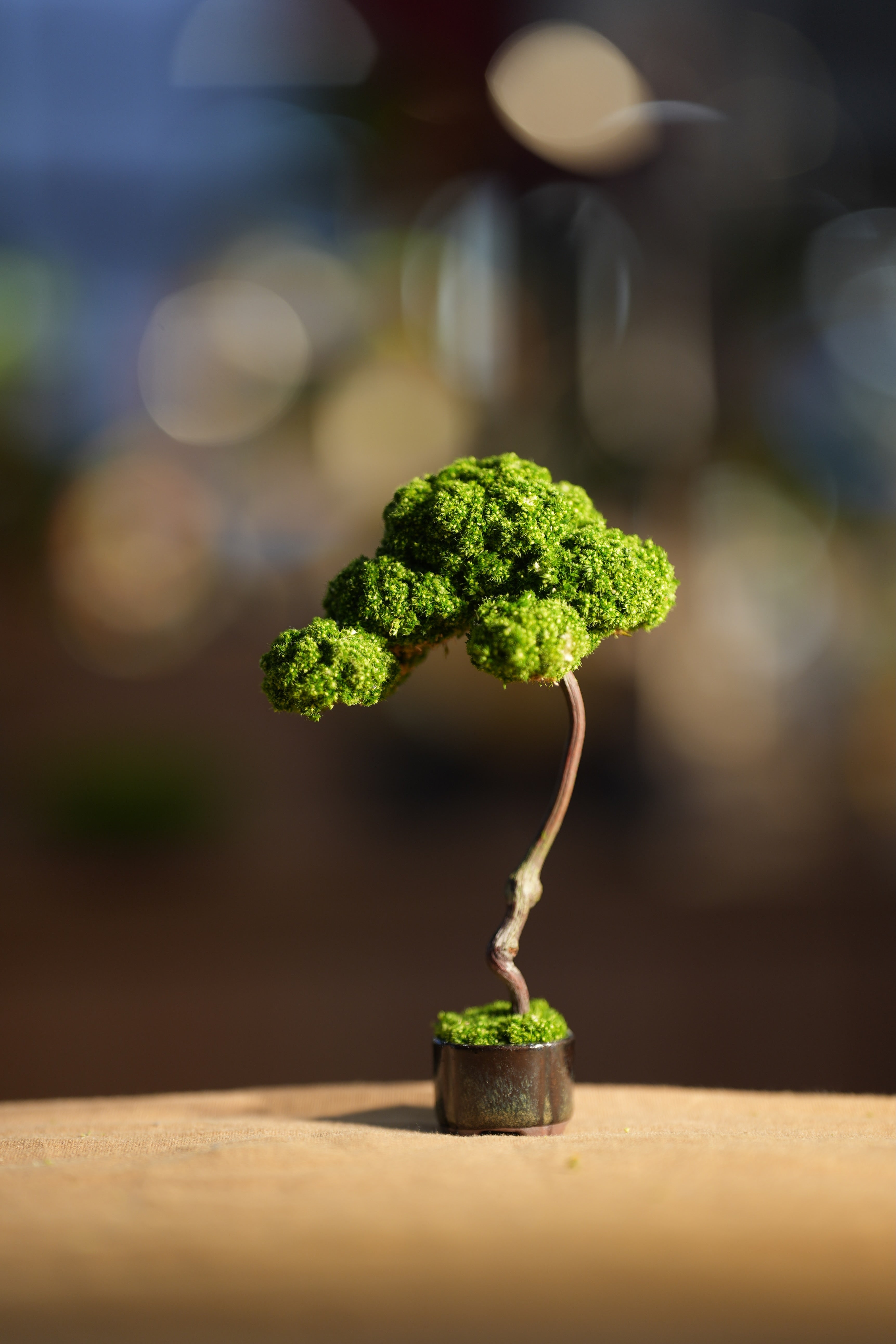 Small Tree in the East