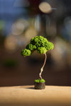 Small Tree in the East