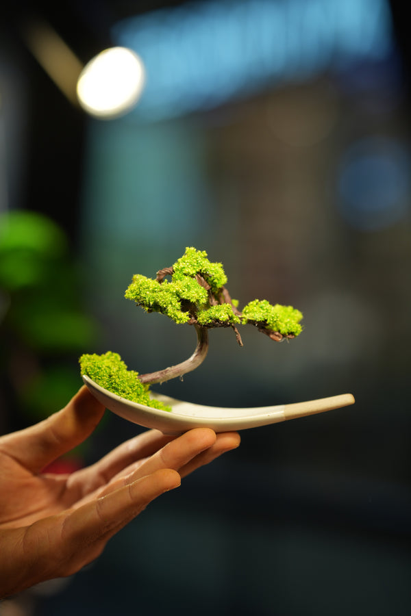 Small Tree in the East - Ceramic Curve
