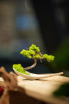 Small Tree in the East - Ceramic Curve