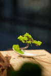 Small Tree in the East - Ceramic Curve