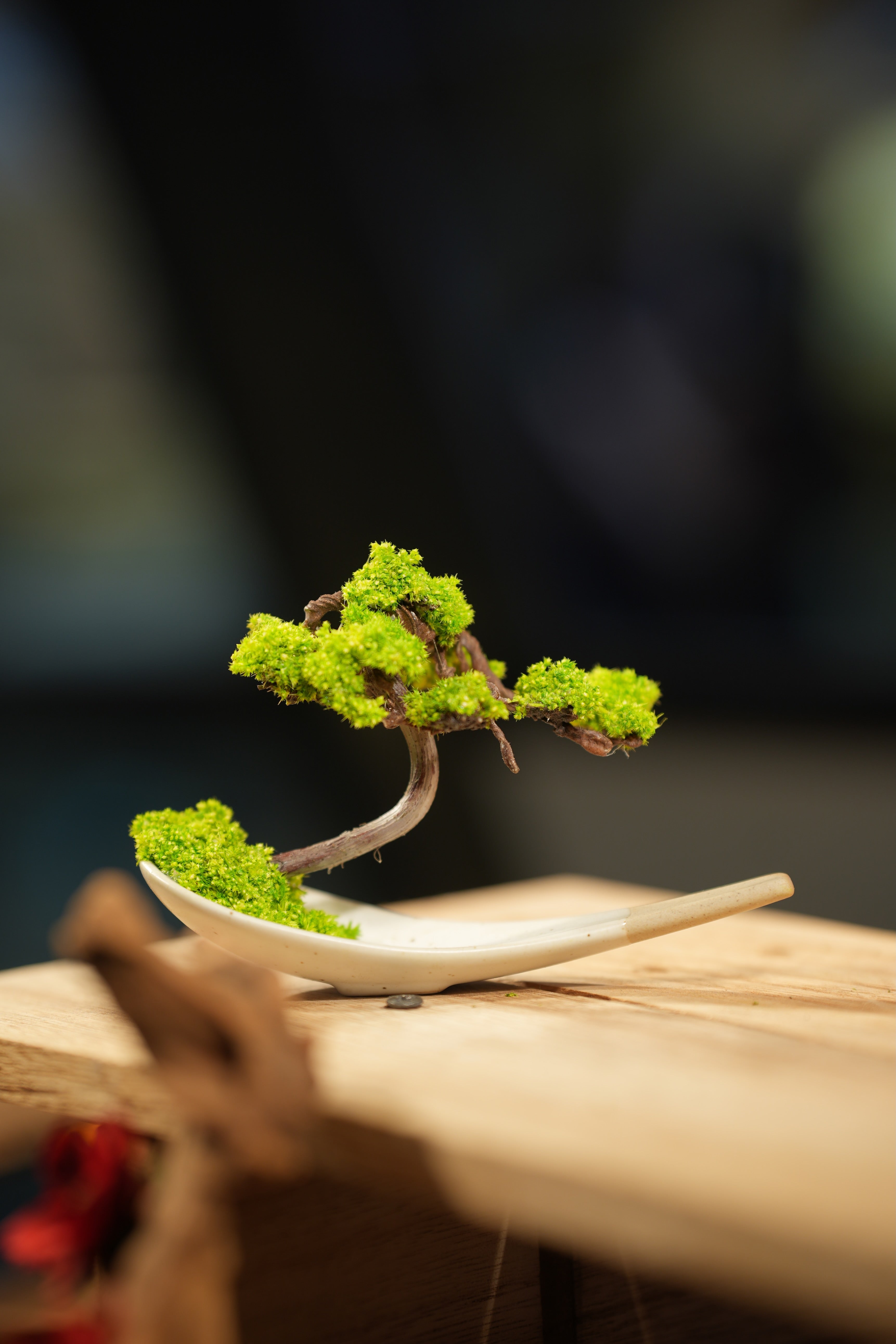 Small Tree in the East - Ceramic Curve