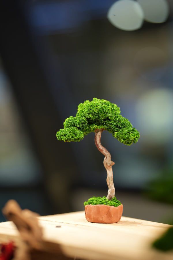 Small Tree in the East - Classics