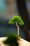 Small Tree in the East - Classics