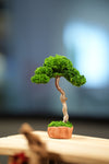 Small Tree in the East - Classics