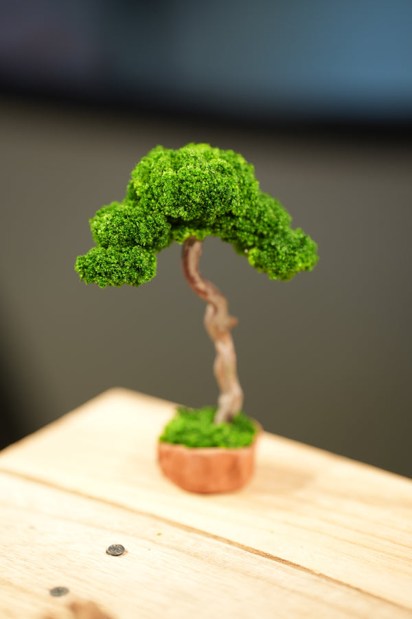 Small Tree in the East - Classics