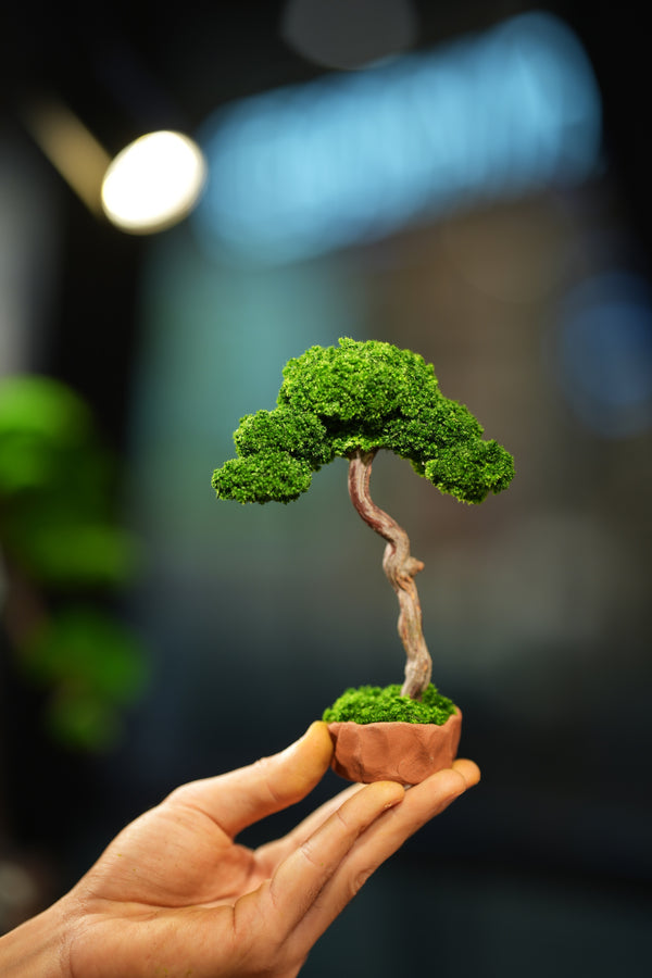 Small Tree in the East - Classics