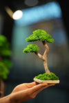 Small Tree in the East - Twins