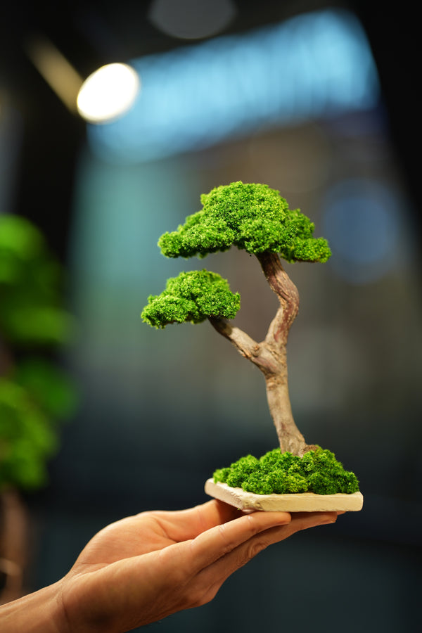 Small Tree in the East - Twins