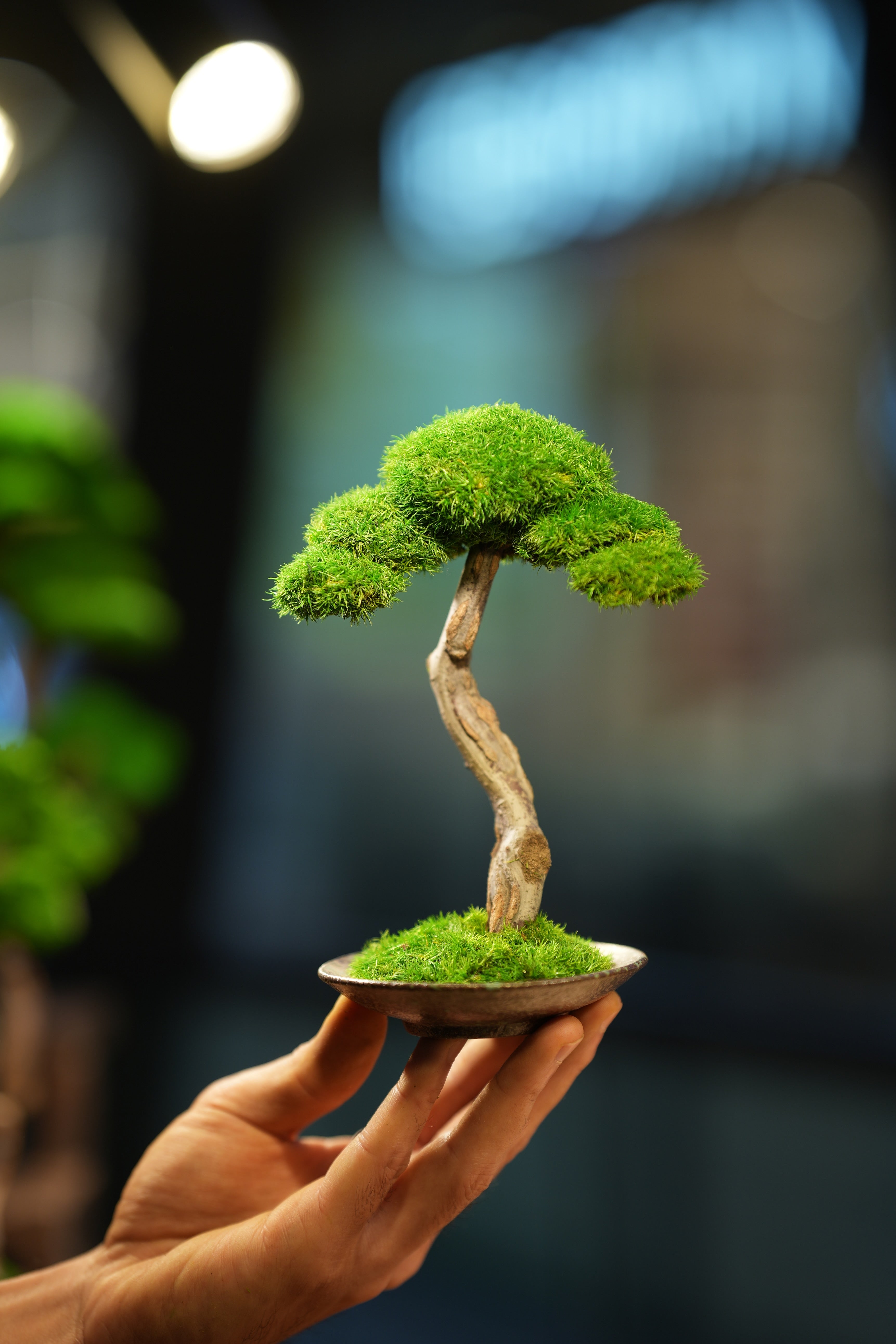 Small Tree in the East