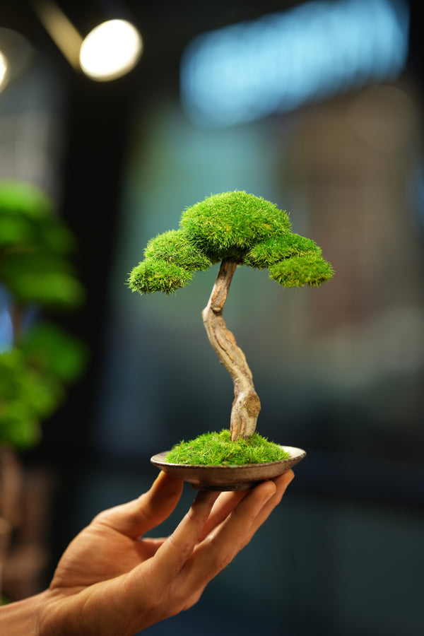 Small Tree in the East