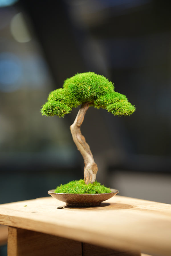 Small Tree in the East