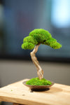 Small Tree in the East