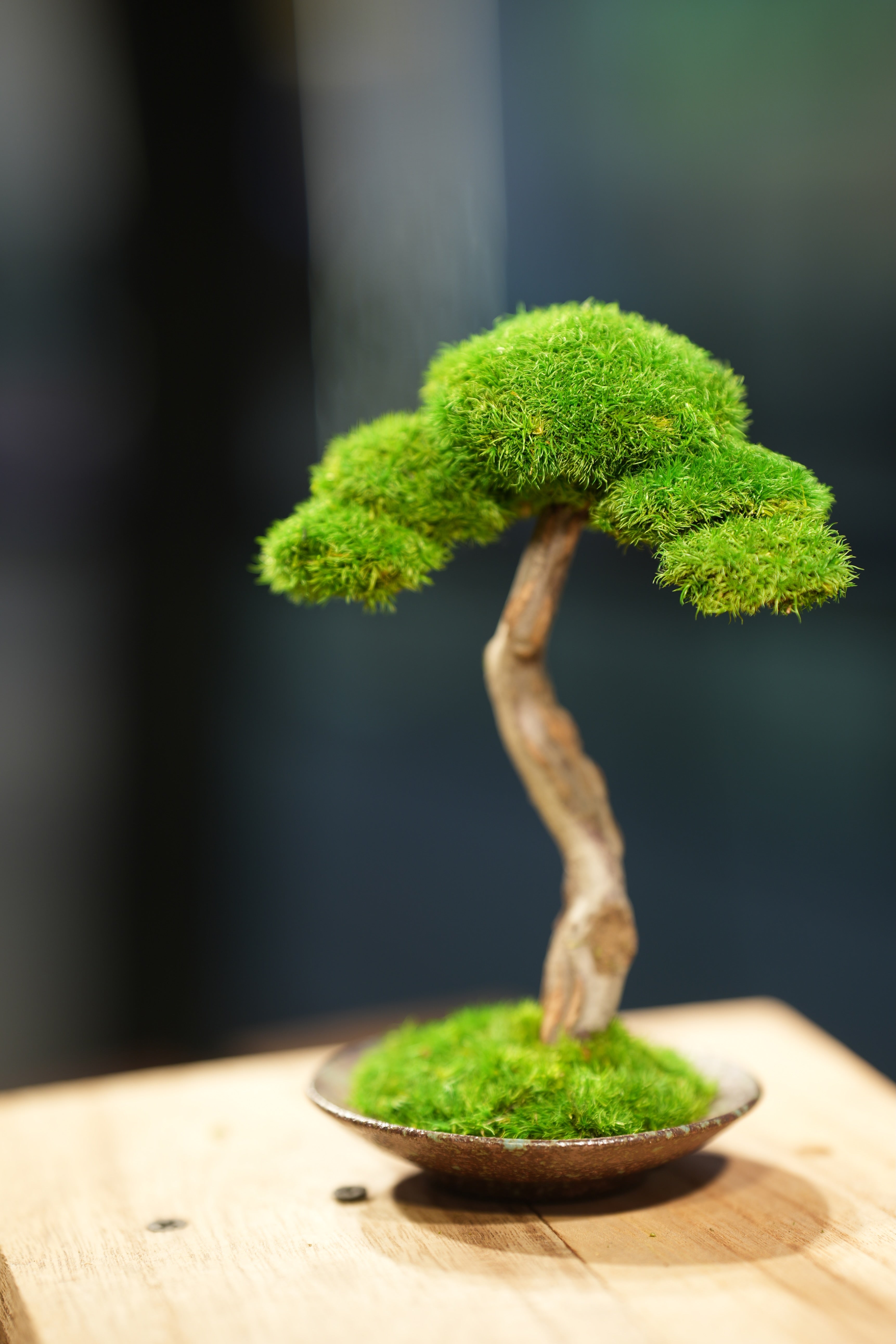 Small Tree in the East