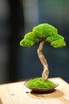 Small Tree in the East