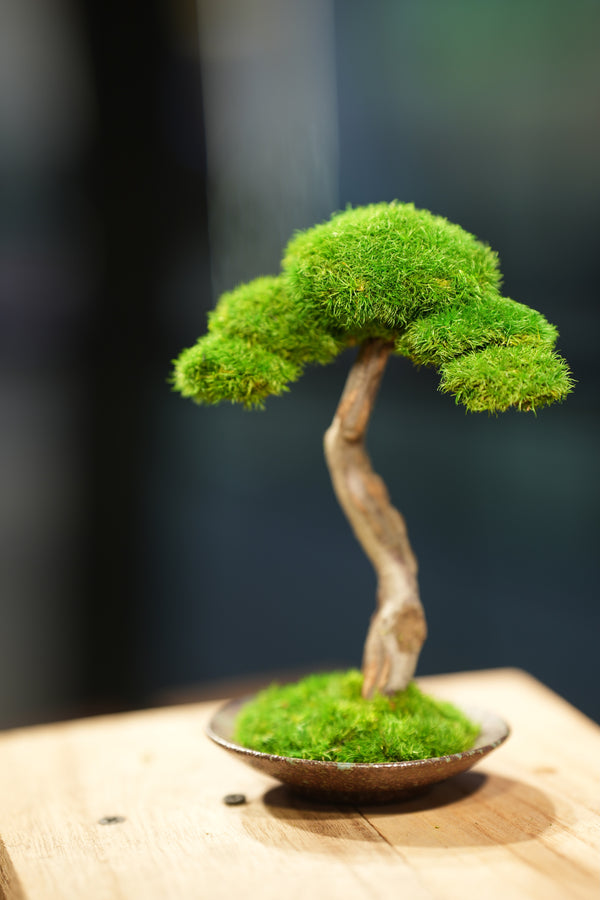 Small Tree in the East