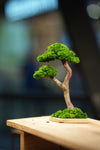 Small Tree in the East - Twins