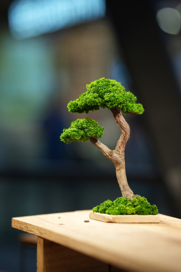 Small Tree in the East - Twins