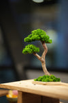 Small Tree in the East - Twins