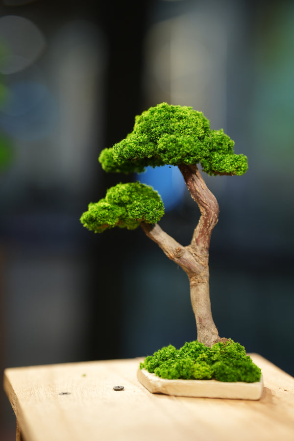 Small Tree in the East - Twins