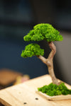 Small Tree in the East - Twins