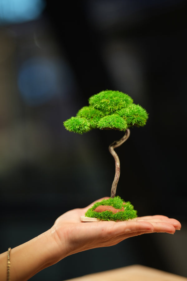 Small Tree in the East
