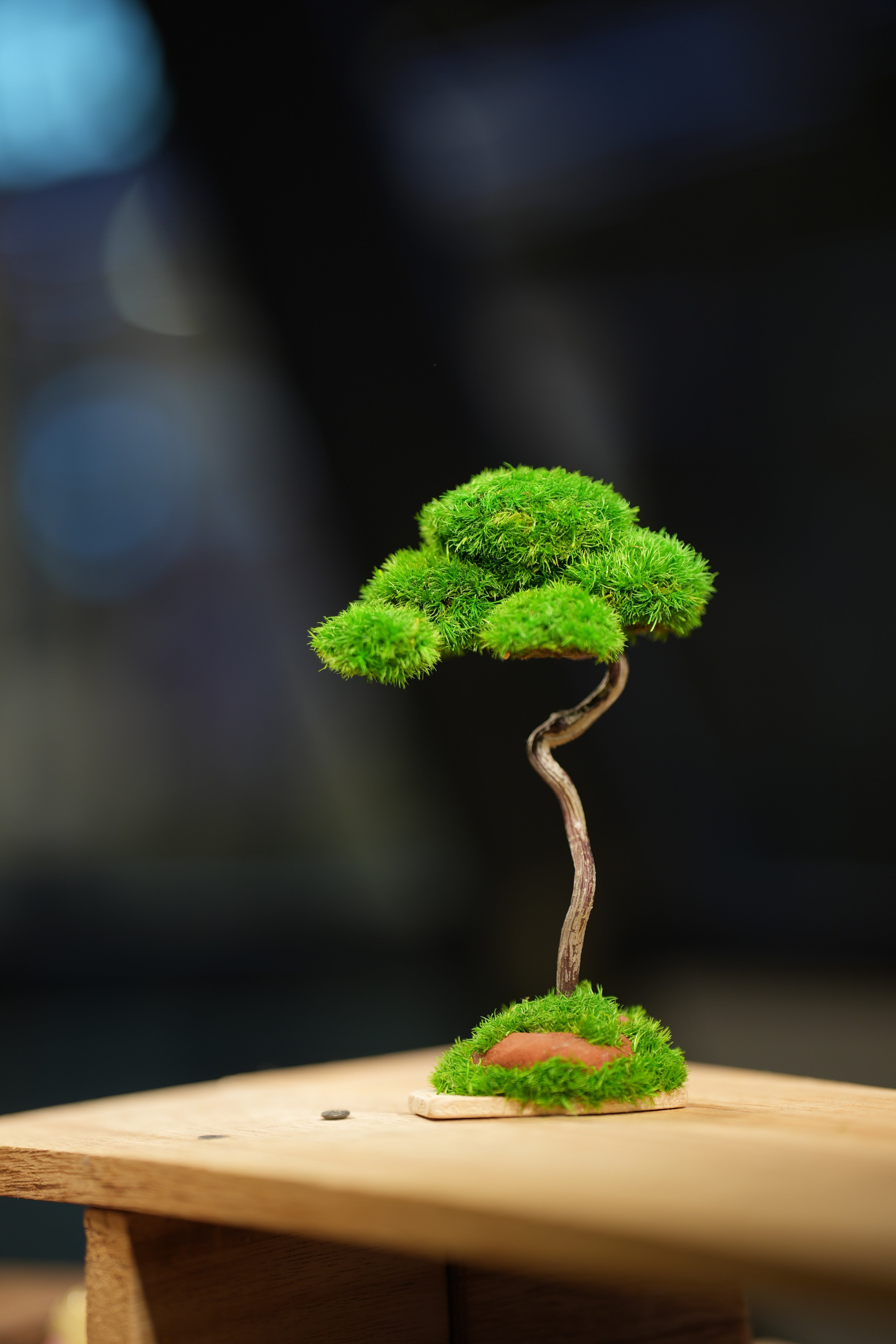 Small Tree in the East