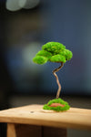 Small Tree in the East