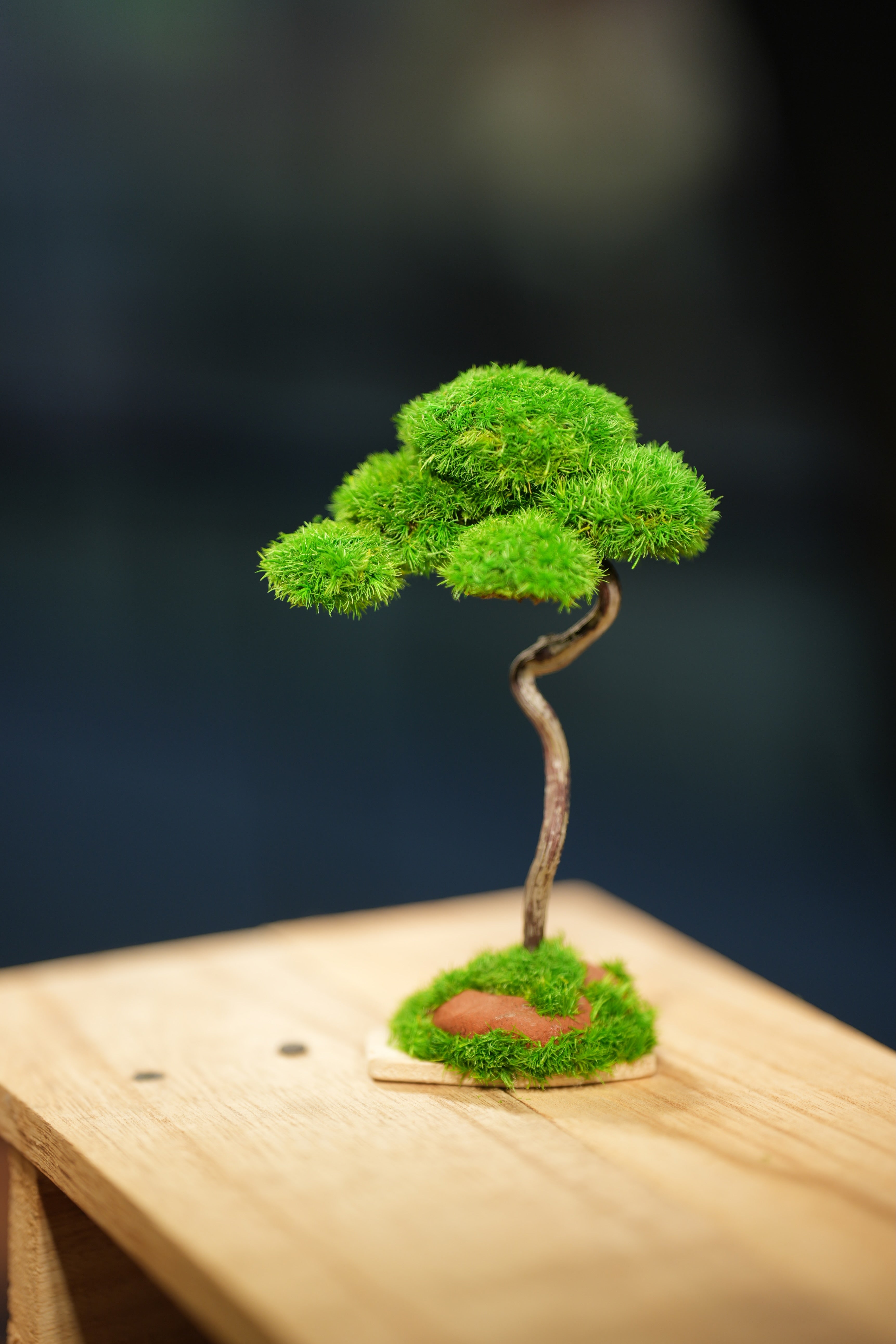 Small Tree in the East