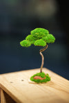 Small Tree in the East