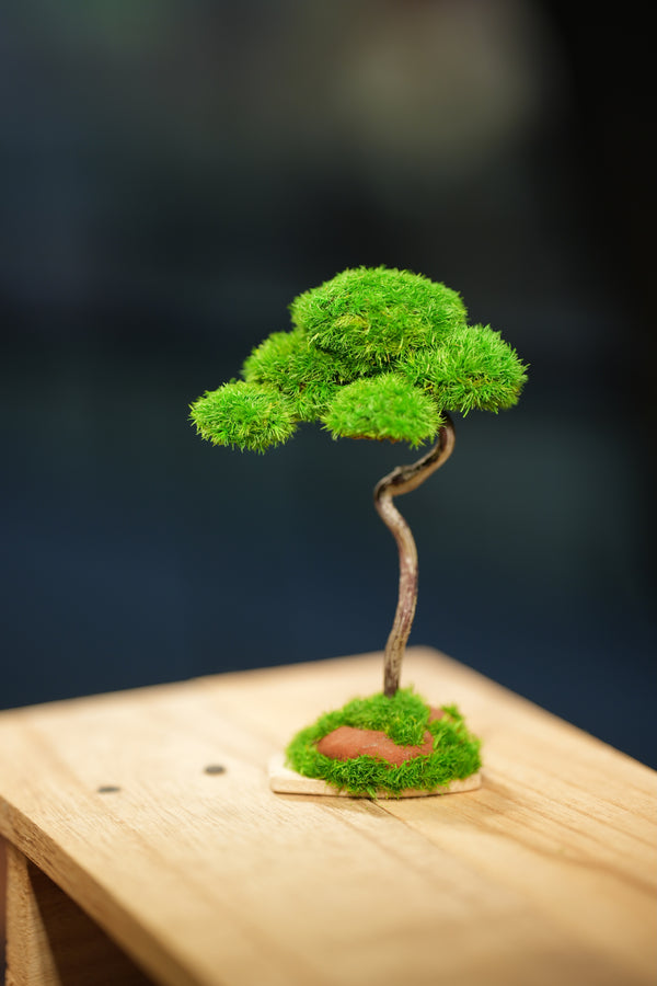 Small Tree in the East