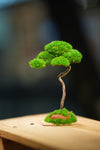 Small Tree in the East