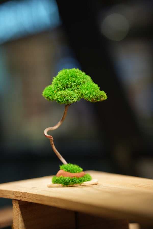 Small Tree in the East