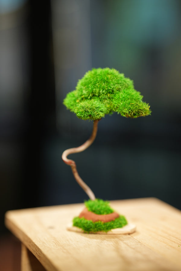 Small Tree in the East