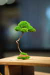 Small Tree in the East