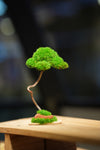 Small Tree in the East