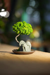 Small Tree in the East - Trio of no Evil