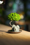 Small Tree in the East - Trio of no Evil