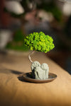 Small Tree in the East - Trio of no Evil