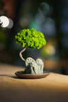Small Tree in the East - Trio of no Evil